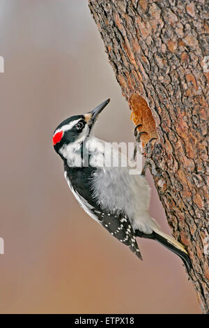 Haariger Specht, weiblich am Nestloch der Kiefer, ( Picoides villosus ), Stockfoto