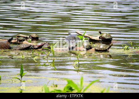 Familie der Schildkröten an einem See. Stockfoto
