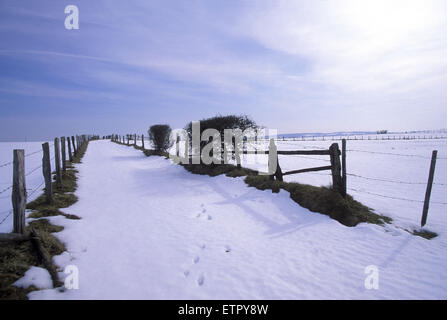 BEL, Belgien, Eastbelgium, Felder in der Nähe von Eibertingen in der Nähe von Ambleve.  BEL, Belgien, Ostbelgien, Felder Bei Eibertingen Nahe Amel. Stockfoto