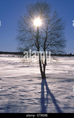 BEL, Belgien, Eastbelgium, hoch-Moor Hohes Venn/Hautes Fagnes, Birken im Schnee.  BEL, Belgien, Ostbelgien, Hochmoor Hohes Venn, Mo, USA Stockfoto