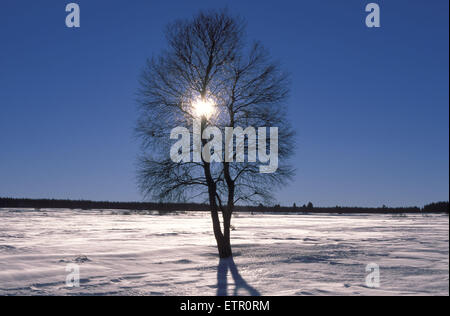 BEL, Belgien, Eastbelgium, hoch-Moor Hohes Venn/Hautes Fagnes, Birken im Schnee.  BEL, Belgien, Ostbelgien, Hochmoor Hohes Venn, Mo, USA Stockfoto