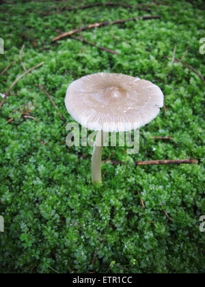 Amanita Vaginata, Grisette, Amanita crocea Stockfoto