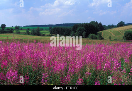 BEL, Belgien, Eastbelgium, Felder in der Nähe von Buellingen.  BEL, Belgien, Ostbelgien, Felder Nahe Buellingen. Stockfoto