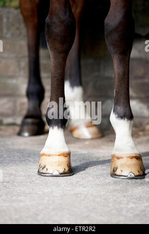 A Pferde, Beine und Füße Stockfoto