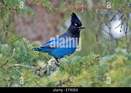 Steller's Jay thront in Fichte Stockfoto