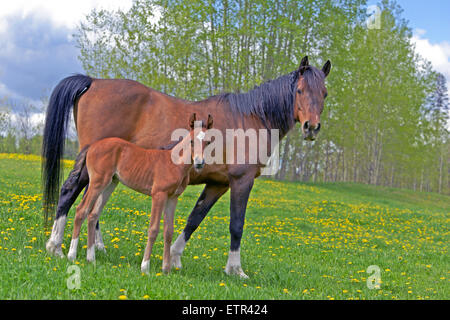 Arabische Stute und ihr paar Wochen alten Fohlen stehen zusammen auf einer Wiese im zeitigen Frühjahr. Stockfoto