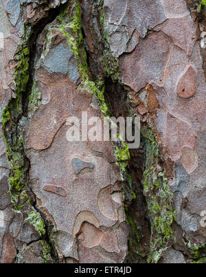 Detail der Rinde der Scots Kiefer (Pinus Sylvestris) Baum, Peterborough, Cambridgeshire, England Stockfoto