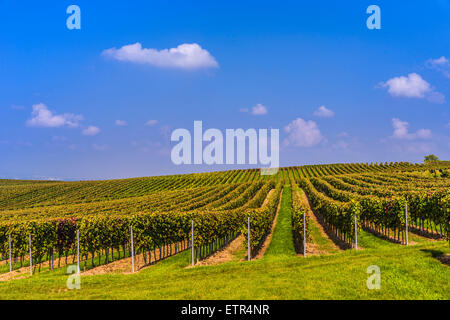 Deutschland, Rheinland-Pfalz, Rheinhessen Region (Rheinhessen), Oppenheim, Weinberge am Rheinhöhenweg Trail Stockfoto