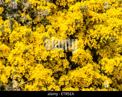 Blick auf helle gelbe Gorse, Ulex Europaeus hautnah wachsen auf Wurmkopf auf der Gower-Halbinsel, Wales Stockfoto