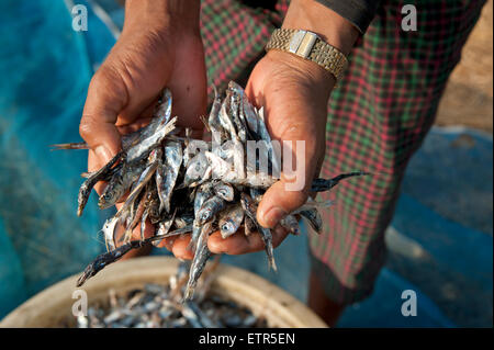 Fischers zwei Hände halten einen Haufen von silbrig Trockenfisch über einen Korb am Ngapali Strand Myanmar Stockfoto