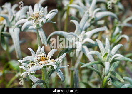 Alpenblumen Edelweiß (Leontopodium Alpinum) in den Alpen Stockfoto