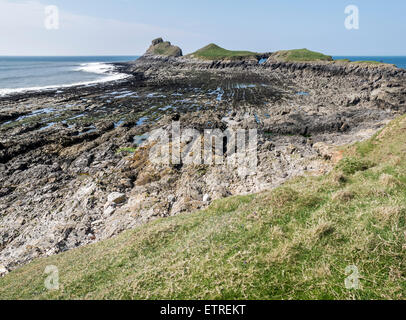 Welle schneiden Plattform ausgesetzt bei Ebbe am Wurmkopf, Gower, Wales Stockfoto