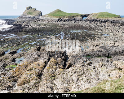 Welle schneiden Plattform ausgesetzt bei Ebbe am Wurmkopf, Gower, Wales Stockfoto