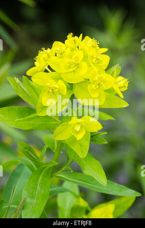 Gelbe Hochblätter umgeben die Frühsommer-Blumen von Feuchtigkeit liebende Wolfsmilch, Euphorbia palustris Stockfoto