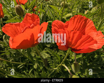 Orientalischer Mohn in voller Blüte "Papaver Orientale". Stockfoto