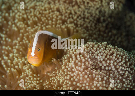 Orangen Anemonenfisch in einer anemone Stockfoto