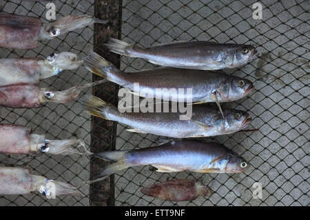 Getrockneter und gesalzener Fisch und Tintenfisch Stockfoto