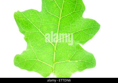 Aubergine Blätter isoliert auf weißem Hintergrund Stockfoto