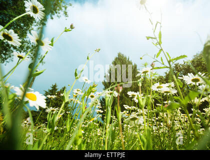 Daisy Wiese, Naturlandschaft Stockfoto