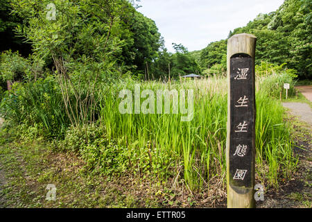 Yatoyama Park, Stadt Zama, Präfektur Kanagawa, Japan Stockfoto