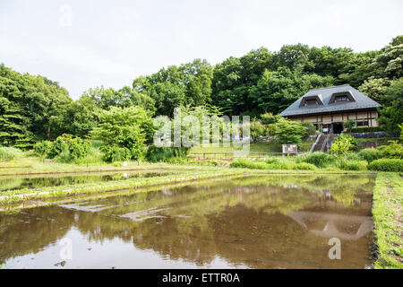 Yatoyama Park, Stadt Zama, Präfektur Kanagawa, Japan Stockfoto