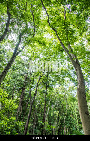 Yatoyama Park, Stadt Zama, Präfektur Kanagawa, Japan Stockfoto