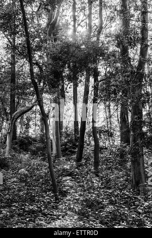 Yatoyama Park, Stadt Zama, Präfektur Kanagawa, Japan Stockfoto