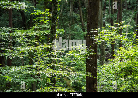 Yatoyama Park, Stadt Zama, Präfektur Kanagawa, Japan Stockfoto