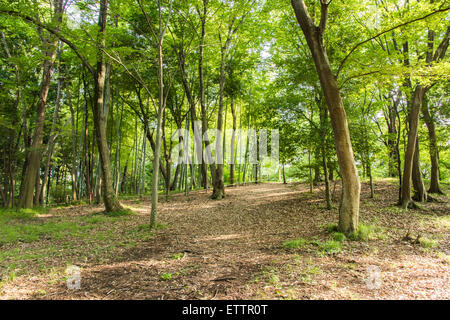 Yatoyama Park, Stadt Zama, Präfektur Kanagawa, Japan Stockfoto