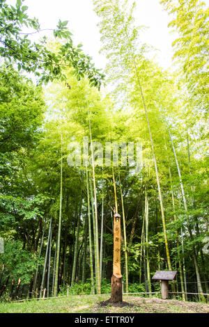 Yatoyama Park, Stadt Zama, Präfektur Kanagawa, Japan Stockfoto