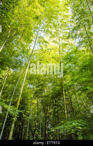 Yatoyama Park, Stadt Zama, Präfektur Kanagawa, Japan Stockfoto
