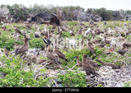 Juvenile Red footed Boobies in großer Nistplatz in Genovesa Island auf den Galapagos Inseln in Ecuador Stockfoto