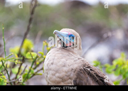 Nahaufnahme des Gesichts eines roten Sohlen Sprengfallen auf den Galapagos Inseln in Ecuador Stockfoto