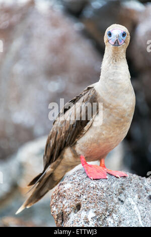 Vertikale Ansicht von einem Red Footed Sprengfallen auf den Galapagos Inseln in Ecuador Stockfoto