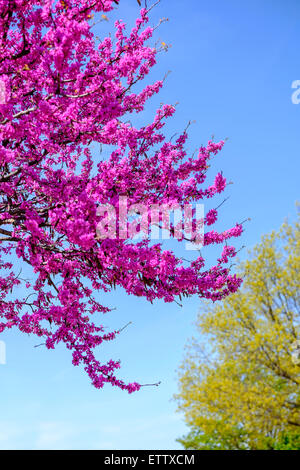 Ein Ostredbud Baum, Cercis Canadensis, im Frühjahr blühen. Die Redbud ist Zustandbaum Oklahomas. Oklahoma City, Oklahoma, USA. Stockfoto