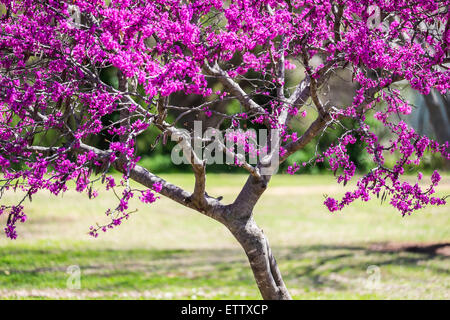 Ein Ostredbud Baum, Cercis Canadensis, im Frühjahr blühen. Die Redbud ist Zustandbaum Oklahomas. Oklahoma City, Oklahoma, USA. Stockfoto