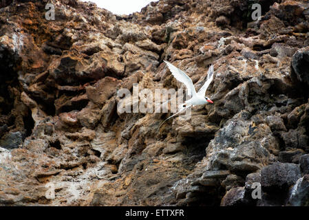 Rot in Rechnung gestellt Tropicbird fliegen vor einer Klippe auf Genovesa Island auf den Galapagos Inseln in Ecuador Stockfoto