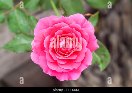 Schöne rosa Rose Blume (Rosa SP.) in einem Park Stockfoto