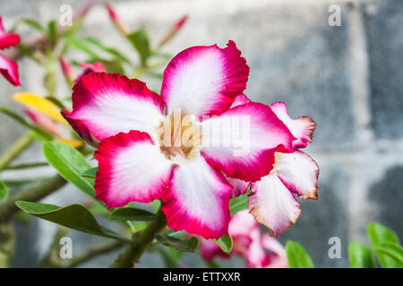 Schöne rosa Wüste Rose Blume (Adenium SP.) in einem Garten Stockfoto