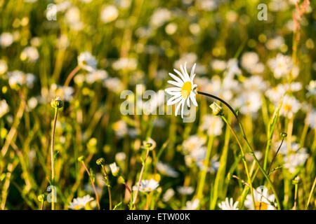 Gänseblümchen in einem Feld am Abend als die Sonne unterging Stockfoto