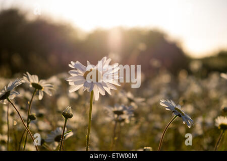 Gänseblümchen in einem Feld am Abend als die Sonne unterging Stockfoto