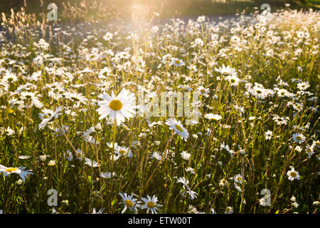 Gänseblümchen in einem Feld am Abend als die Sonne unterging Stockfoto