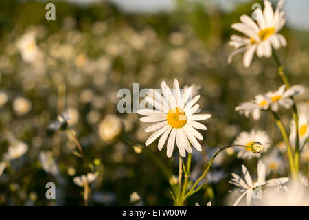 Gänseblümchen Ina Feld genommen am Abend, als die Sonne unterging Stockfoto