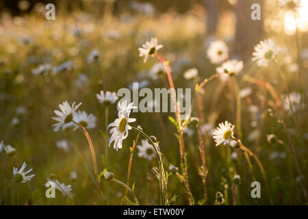 Gänseblümchen in einem Feld am Abend als die Sonne unterging Stockfoto