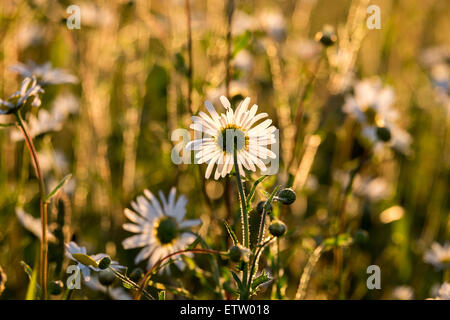 Gänseblümchen in einem Feld am Abend als die Sonne unterging Stockfoto