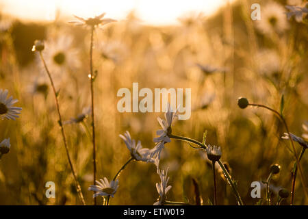 Gänseblümchen in einem Feld am Abend als die Sonne unterging Stockfoto