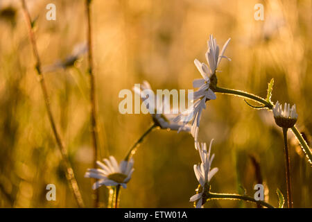 Gänseblümchen in einem Feld am Abend als die Sonne unterging Stockfoto