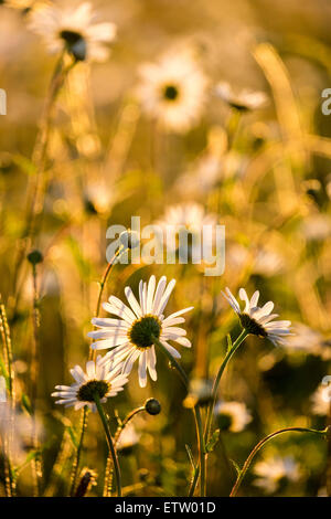 Gänseblümchen in einem Feld am Abend als die Sonne unterging Stockfoto