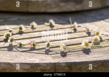 Daisy-Chain auf einem Holztisch, selektiven Fokus auf Vordergrund daisy Stockfoto