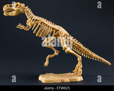 Dinosaurierskelett Tyrannosaurus T Rex Statuette auf schwarzem Hintergrund, t-Rex-Spielzeug Stockfoto